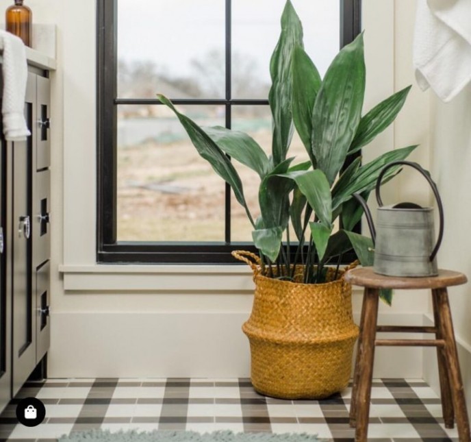 گیاه برگ عبایی Cast-Iron Plant گیاه برگ عبایی Cast-Iron Plant