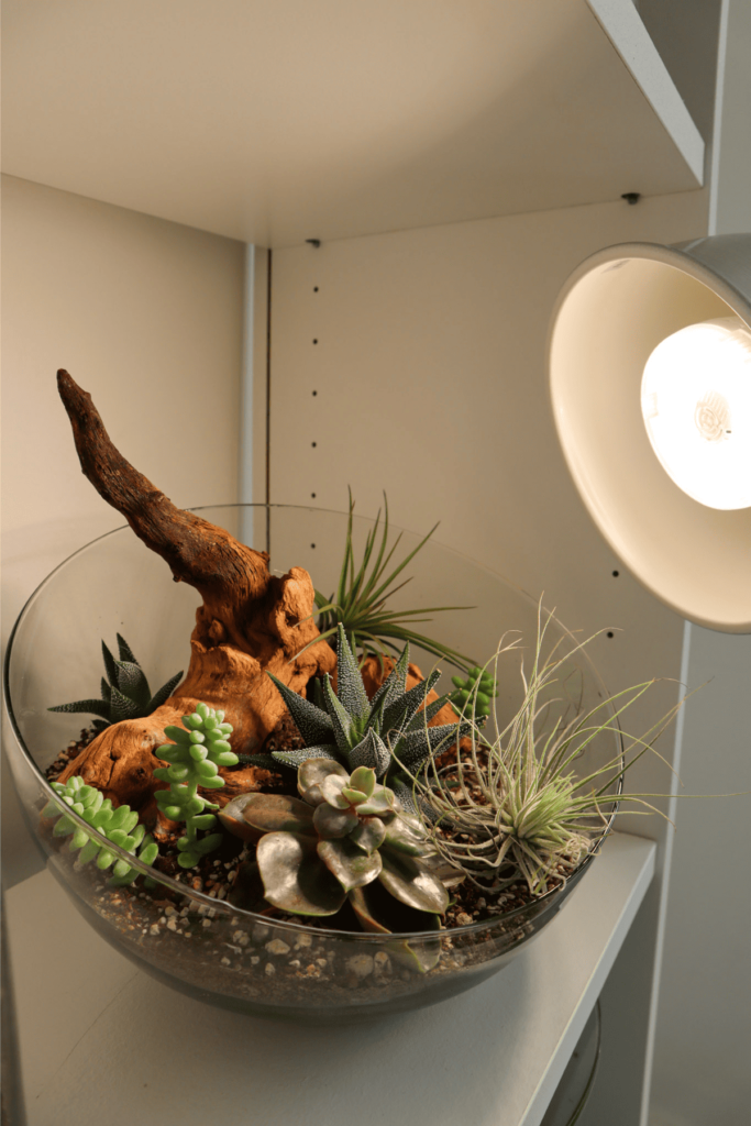 تراریوم درباز تراریوم درباز