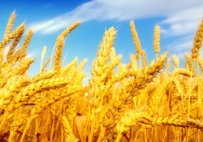 خرید-زمین-کشاورزی-قصرشیرین-کرمانشاه-۱