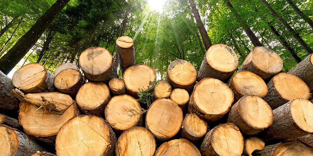 چوب بلوط چیست چوب بلوط چیست